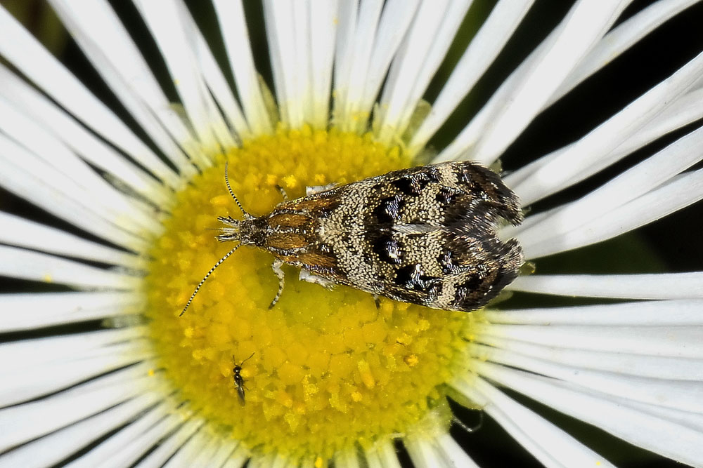 Choreutidae - Tebenna micalis